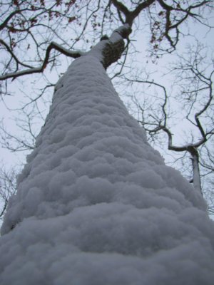 Snow Tree.jpg