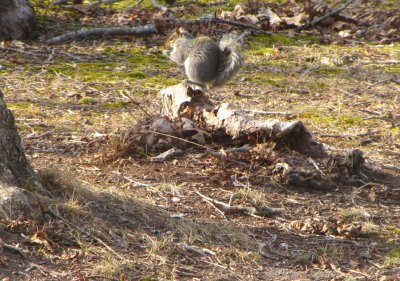 Stumped Squirrel.jpg