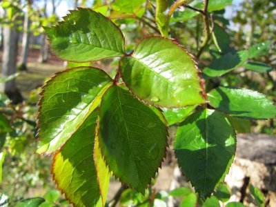 Rose Leaves.jpg