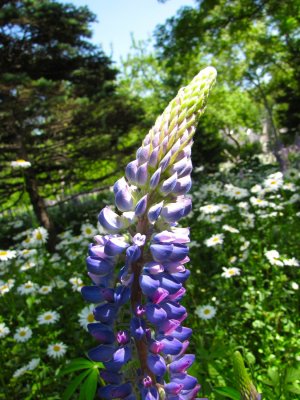 Lavender.jpg