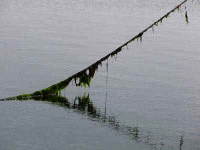 Seaweed Rope.jpg