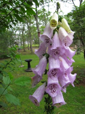 FoxGloves.jpg