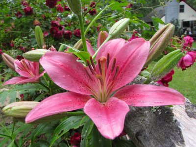 Oriental Lily.jpg