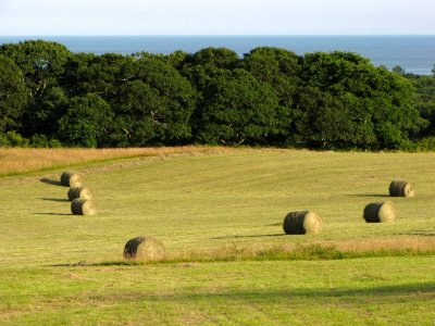 Hay Fields of Chilmark.jpg