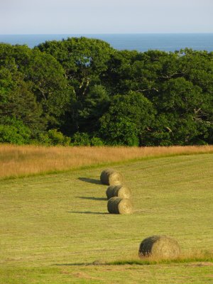 Hay Chilmark.jpg