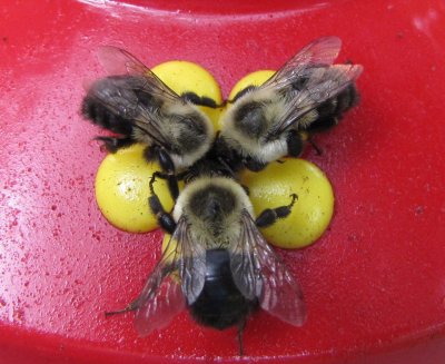Humming Bee Feeder.jpg