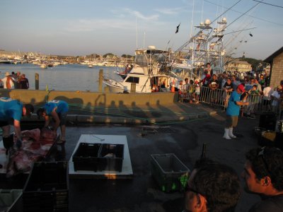 Oak Bluffs Shark Tournament.jpg