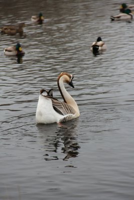 Goose - West Tisbury.jpg