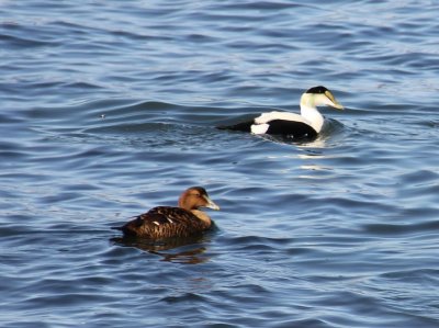 Ducks Deluxe.jpg