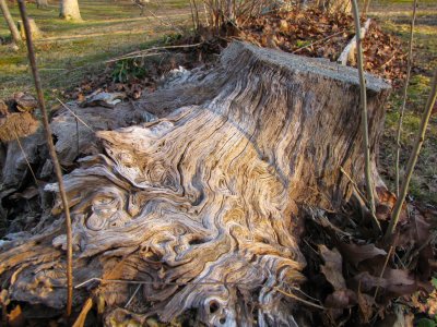 Stumped.jpg