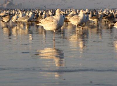 Flock of Gulls.jpg