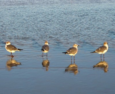Gulls at the Beach.jpg