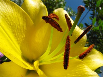 Lily - Up Close and Personal.jpg