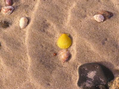 scallop in the sand.jpg