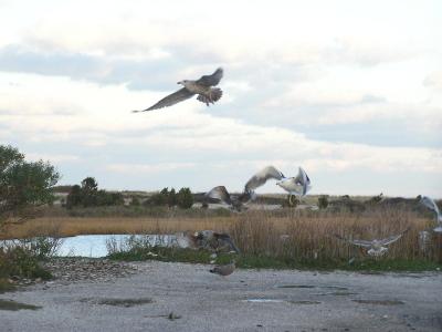 Gulls in flight.JPG