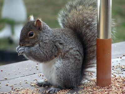 But the bag said  BIRD FOOD.jpg