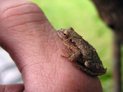 Tree Frog aka Pinkletink.jpg