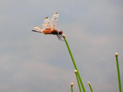 Dragonfly in the wind.jpg