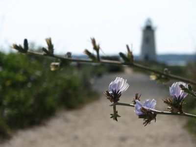 flowers on the path.jpg