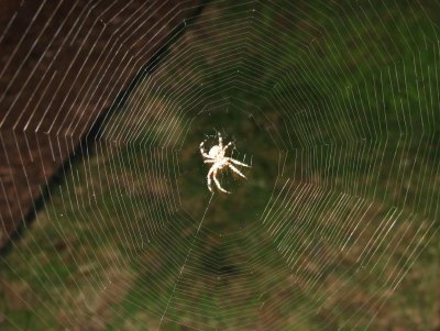 Spider WebSite.jpg