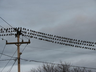 ELectric Birds.jpg