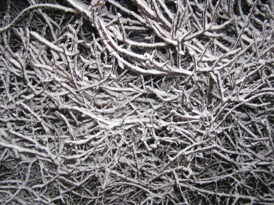 snowy twigs.jpg