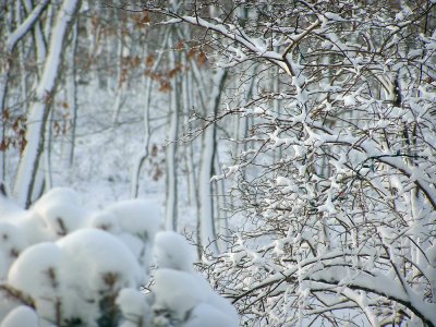 snowberry bush.jpg