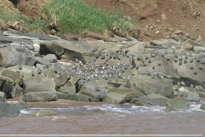 Semi-Palmated Sandpipers