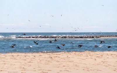 July30_grey_seals1.jpg