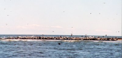 July30_grey_seals2.jpg