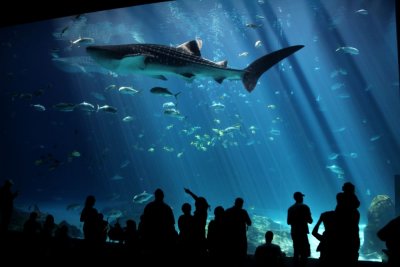 The world's largest aquarium