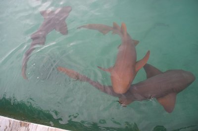 Roatan Island, Honduras