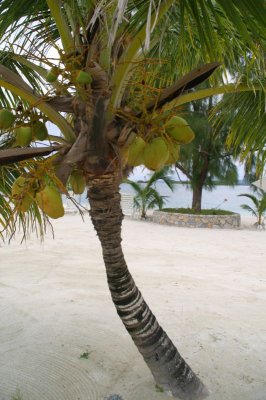 Roatan Island, Honduras