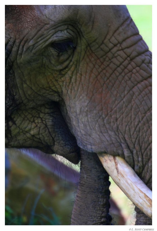 BullElephant.8264.jpg