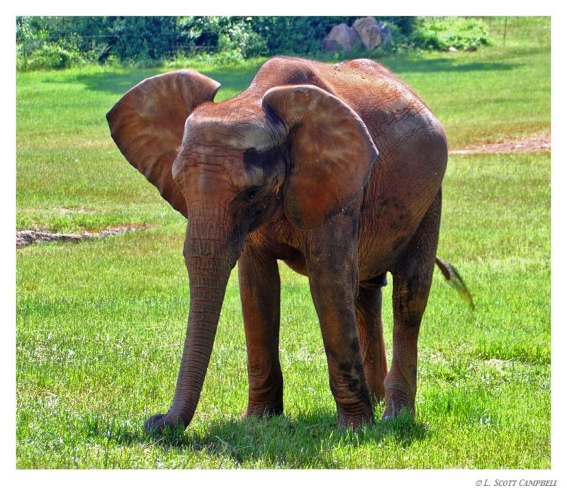 Elephant.8270.jpg