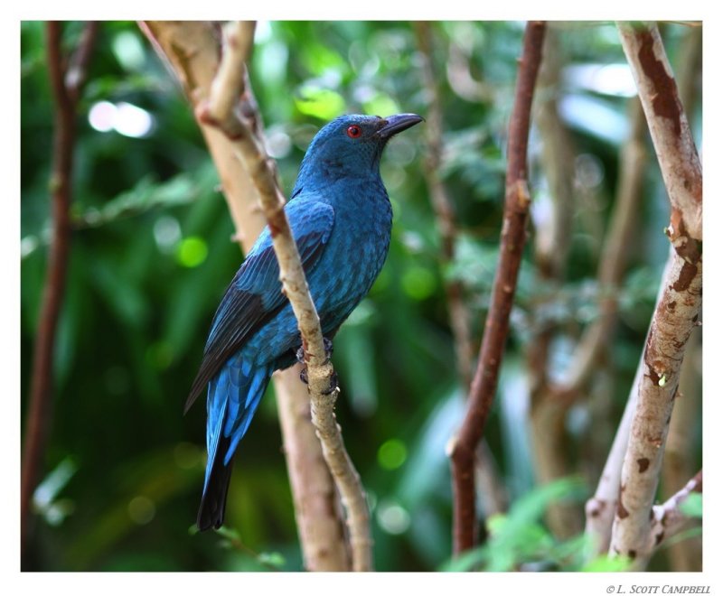 FairyBluebird.8398.jpg