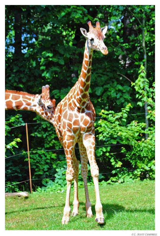 Giraffe.8285.jpg