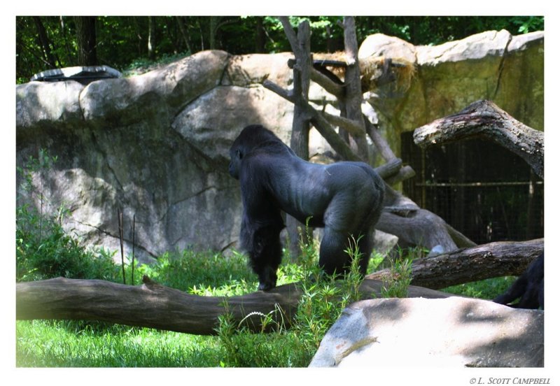 Gorilla.8330.jpg