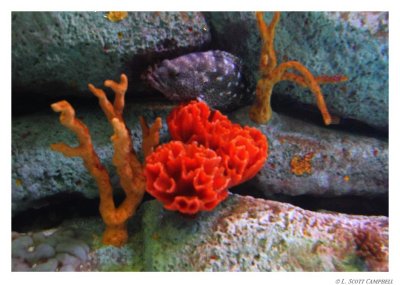 Fish-Coral.0159.jpg