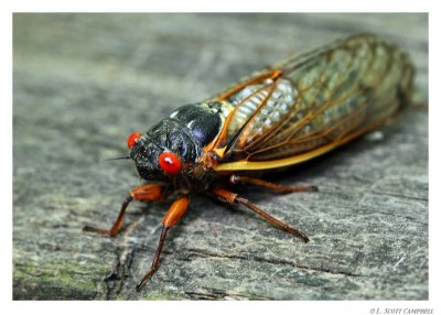 Cicada.0187.jpg