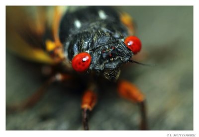 Cicada.0194.jpg