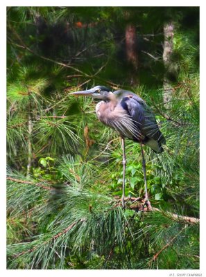 Heron.Tree.0192.jpg