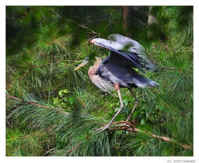 Heron.Tree.0199.jpg