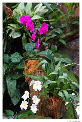 Orchids.8371.jpg
