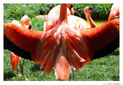Flamingo.8354.jpg
