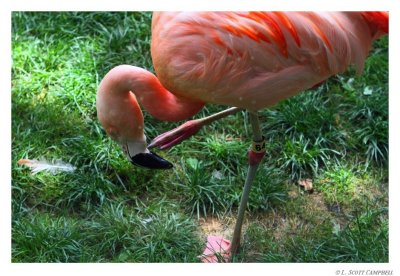 Flamingo.8359.jpg