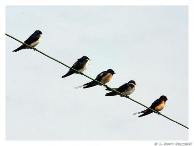 BarnSwallows.3940.jpg