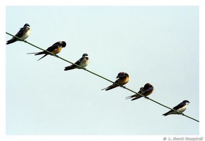 BarnSwallows.3946.jpg
