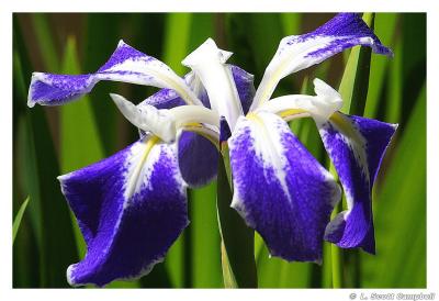 Iris.3962.jpg