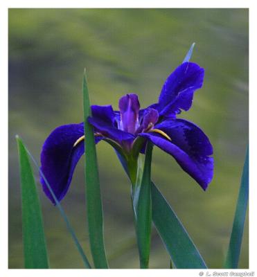 Iris.4131.jpg
